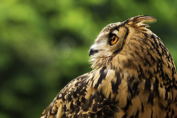 Eagle Owl