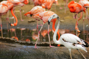White flamingos in group of pink flamingos.