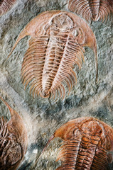 fossil trilobit © Sarka