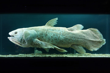 Fototapeta premium Coelacanth (Latimeria chalumnae)