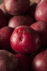 Fototapeta na wymiar Organic Raw Red Potatoes