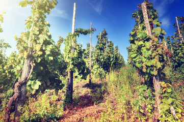 Fototapeta premium Fresh organic grape on vine branch