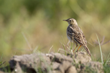 Paddyfield pipit in Nepal