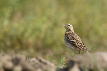 Fototapeta premium Paddyfield pipit in Nepal