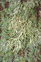 lichen on a bark
