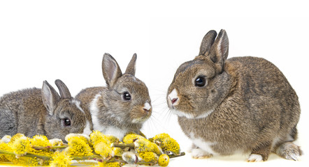 rabbits