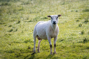 Just shorn sheep standing in the grass