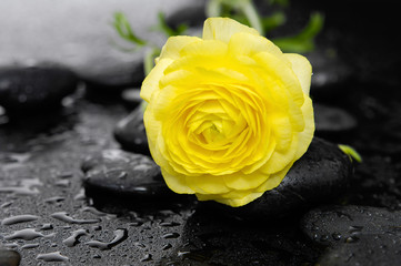 Yellow Ranunculus and stones on pebbles