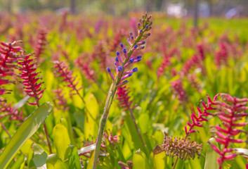 Bromeliad flower in farm