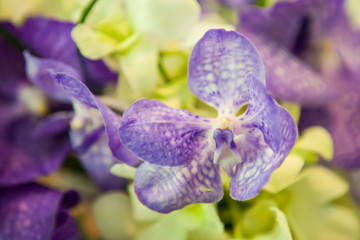 flower bouquet background