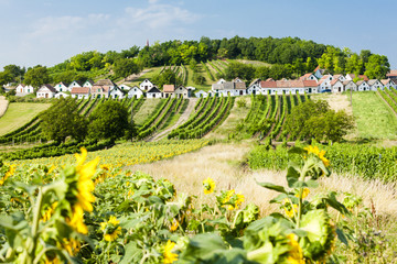 wine cellars with vineyards, Galgenberg, Lower Austria, Austria
