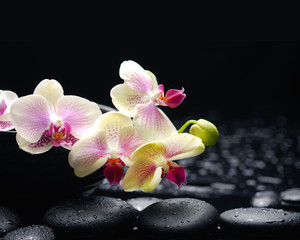 Obraz na płótnie Canvas branch orchid with therapy stones