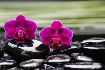 red orchid with pebbles and green leaf on wet background