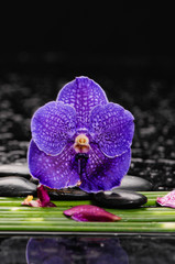 Single purple orchid with long leaf and stones