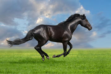Fototapeta premium Black horse run gallop in the meadow against beautiful sky