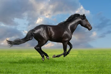 Fototapeten Schwarzes Pferd galoppiert auf der Wiese gegen den schönen Himmel © callipso88