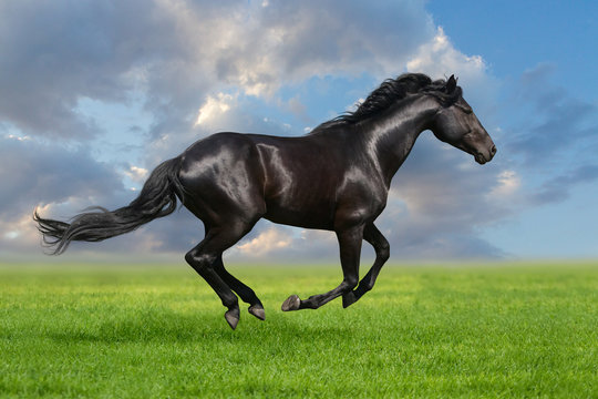 Fototapeta Black horse run gallop in the meadow against beautiful sky