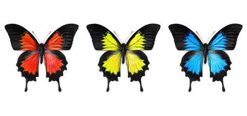 Crédence de cuisine en verre imprimé Papillon papillon