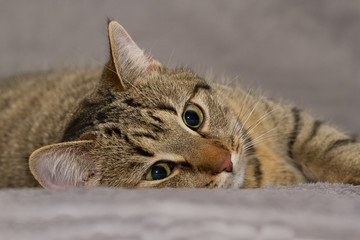 Katzen Portrait