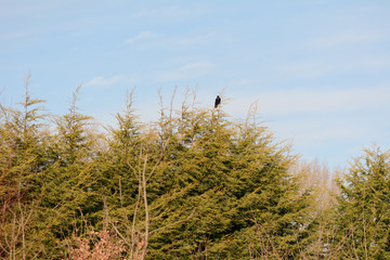 Lone crow perched in tree on winter day