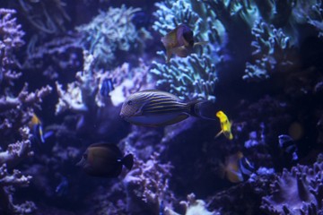 Fototapeta na wymiar Fish in an aquarium with a coral reef