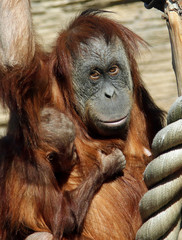 Female of Sumatran orangutan (Pongo abelii) with a baby