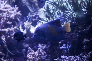 Fish in an aquarium with a coral reef