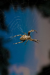 Spider on the web