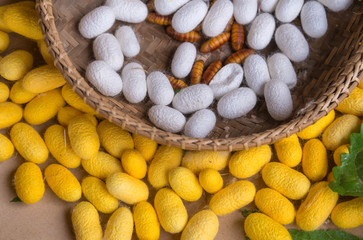 Silkworm cocoons