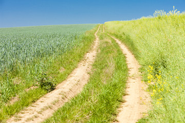 Fototapeta na wymiar field with a path, Czech Republic