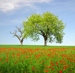 Fototapeta na wymiar Spring landscape with tree and poppy field