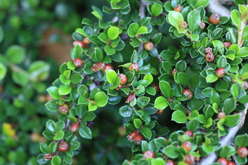 Dekorative grüne Pflanzen