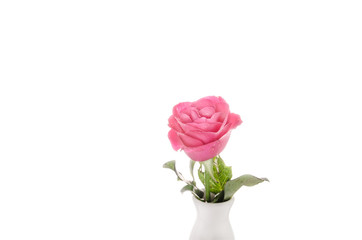 rose pink on a white background