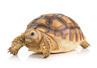 turtle on white background