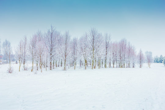 Frosted trees in the park