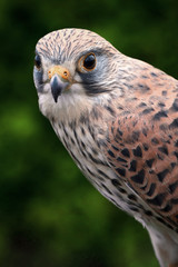 Kestrel Portrait