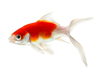 Gold fish Isolation on the white background