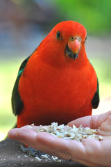 perruche royale australienne