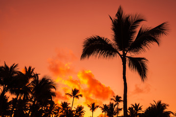 Fototapeta na wymiar Coconut palm trees silhouettes over bright red sky