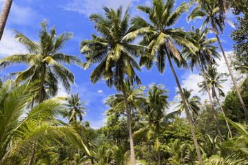 Fototapeta na wymiar Coconut palm heads on blue sky