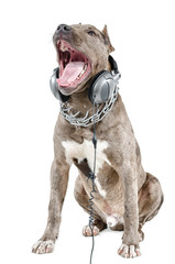 Pitbull in headphones loud sings