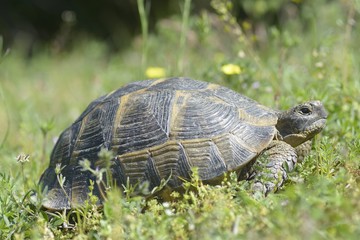 The spur-thighed tortoise or Greek tortoise (Testudo graeca)