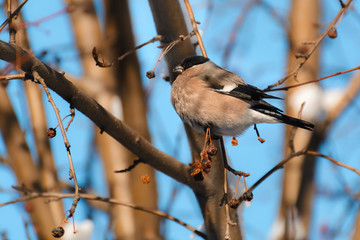 Bullfinch