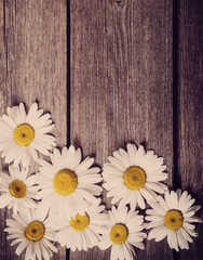 Obraz premium Fresh chamomile flowers on the wooden table