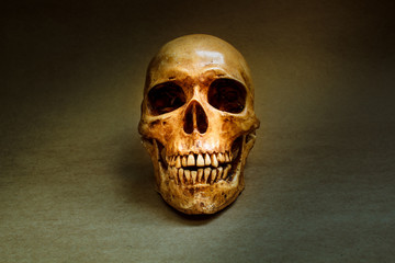 Human skull.