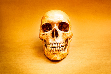 Human skull.
