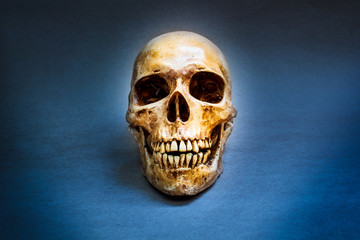 Fototapeta premium Human skull.