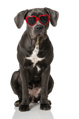 Hund mit Herzbrille