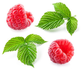 Raspberry leaves isolated on white background