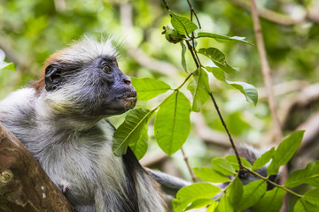 Endangered Zanzibar red colobus monkey (Procolobus kirkii), Joza